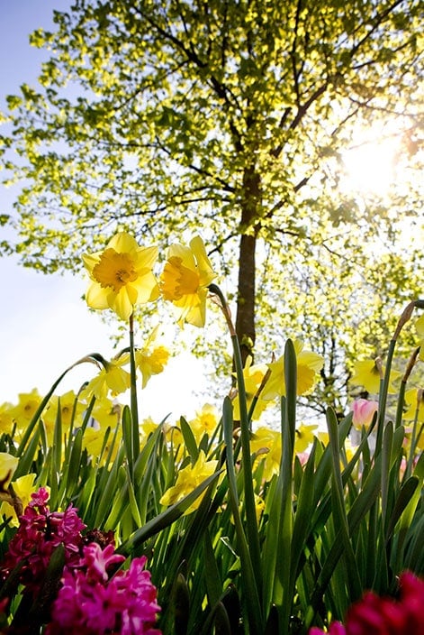 Daffodils brighten up any garden