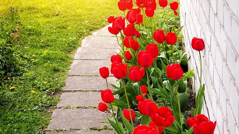 A tulip lined path is the reward for planning ahead