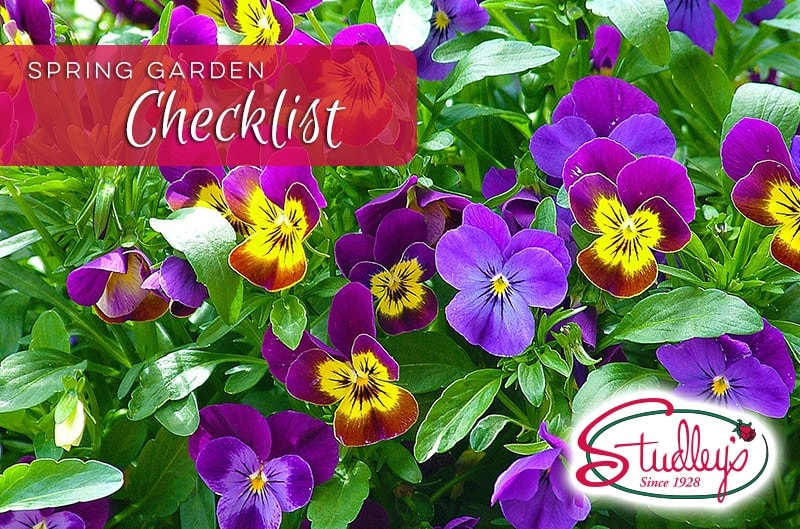 Purple and yellow pansies with Spring Garden Checklist text by Studley Flower Gardens