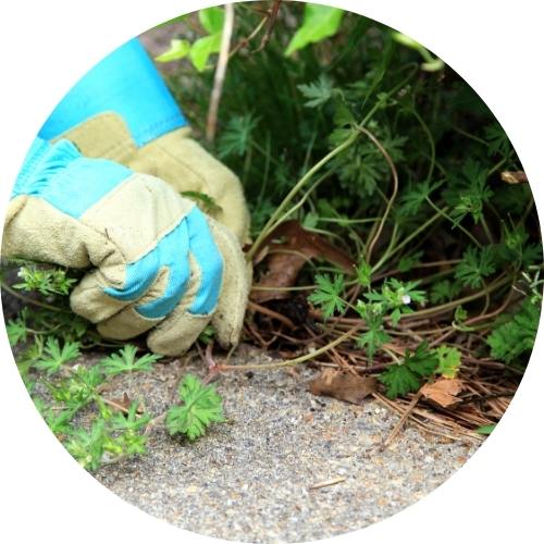 Gloved hand pulling weeds beside garden edging by Studley Flower Gardens