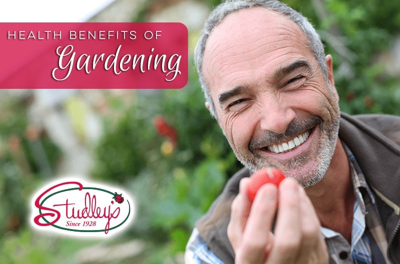 Smiling man holding a ripe tomato in a garden by Studley Flower Gardens
