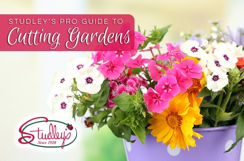 Mixed flowers in a purple bucket with Studley’s guide title by Studley Flower Gardens
