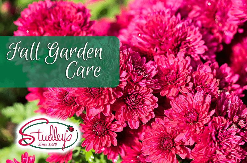 Bright pink mums with a Fall Garden Care banner by Studley Flower Gardens