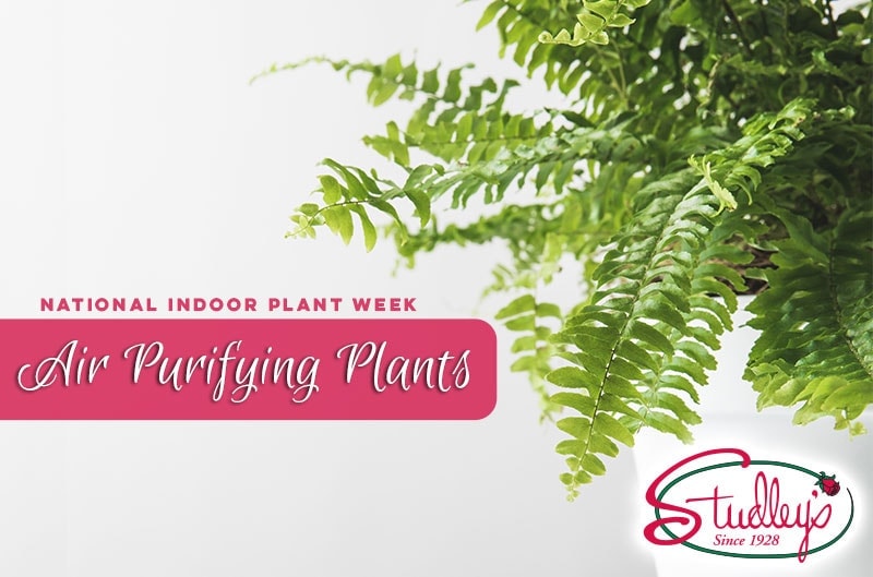 Fern fronds with National Indoor Plant Week banner by Studley Flower Gardens