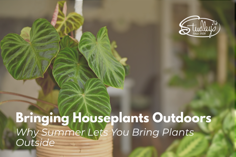 Houseplants with big green leaves by Studley Flower Gardens