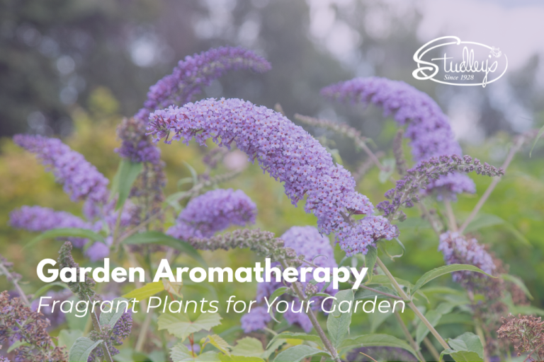 Bright purple lilacs by Studley Flower Gardens