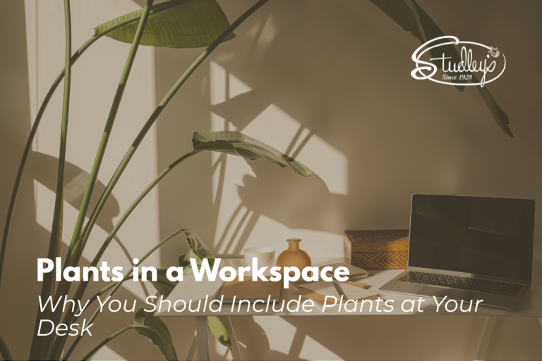 Big leafy plants hovering over a desk by Studley Flower Gardens
