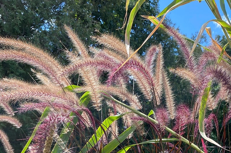 Fall Container Flowers image