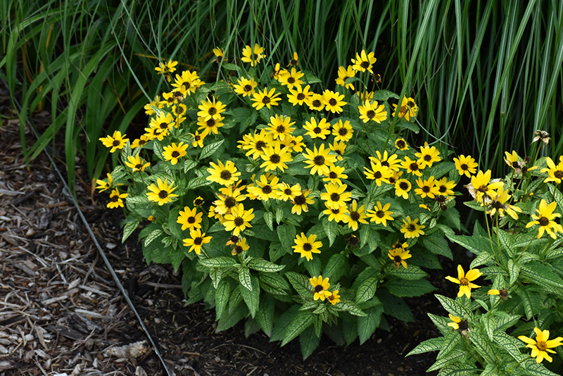 Yellow daisy-like flowers with dark centers and green foliage by Studley Flower Gardens