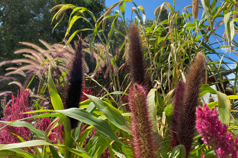 Ornamental grasses with dark and pink feathery plumes by Studley Flower Gardens