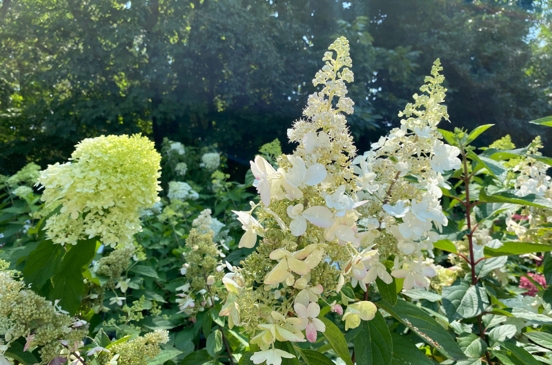 White flowering shrub blooms in a sunny garden bed by Studley Flower Gardens