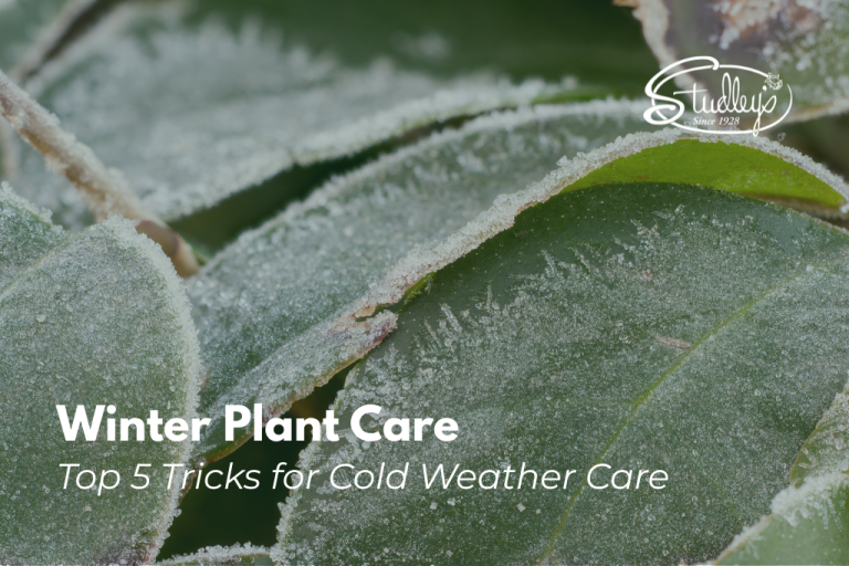 thick green leaves covered in frost by Studley Flower Gardens