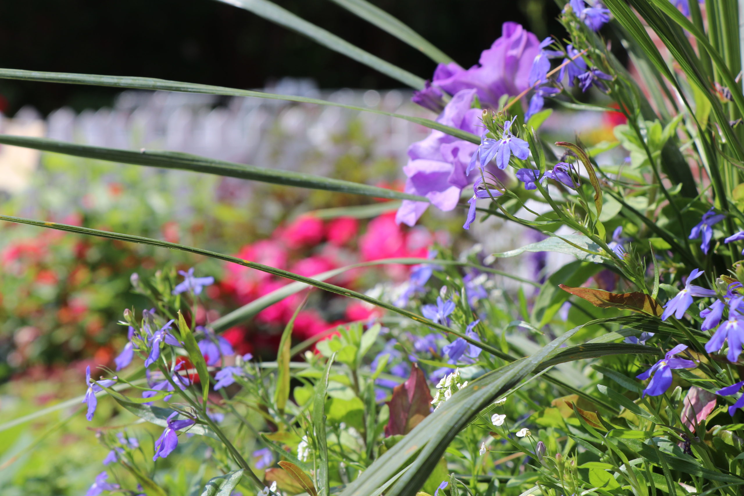 Purple and blue flowers with long green leaves in a garden bed by Studley Flower Gardens
