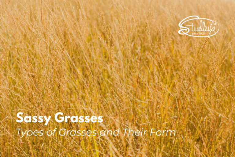 yellow grass plumes in warm golden light by Studley Flower Gardens