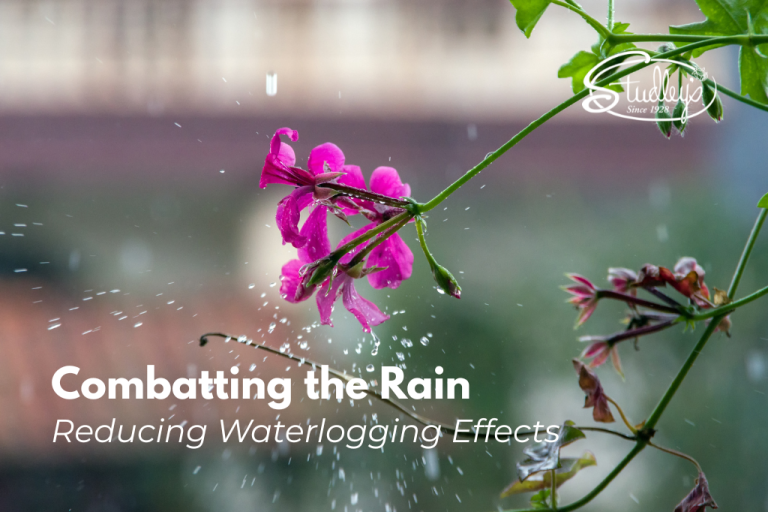 Pink flowers in Rain