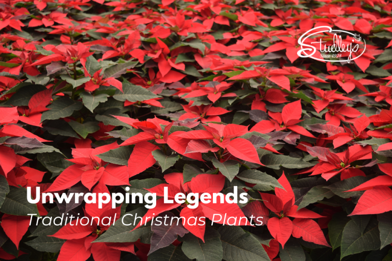 Red poinsettias by Studley Flower Gardens
