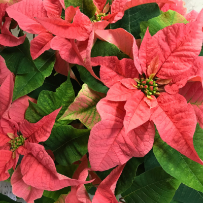 Pink poinsettia bracts with green leaves by Studley Flower Gardens