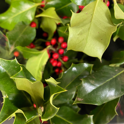 Holly leaves with bright red berries by Studley Flower Gardens