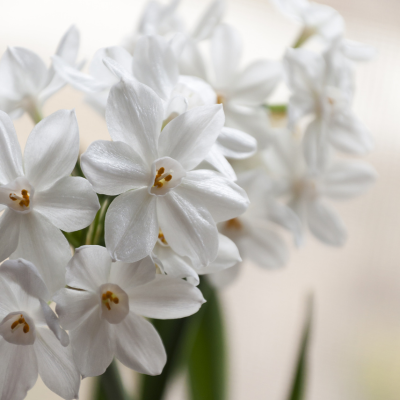 White paperwhite flowers with delicate star-shaped blooms by Studley Flower Gardens