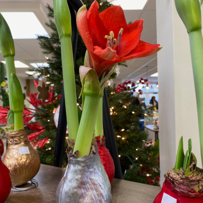 Red amaryllis bloom with tall green stems by Studley Flower Gardens