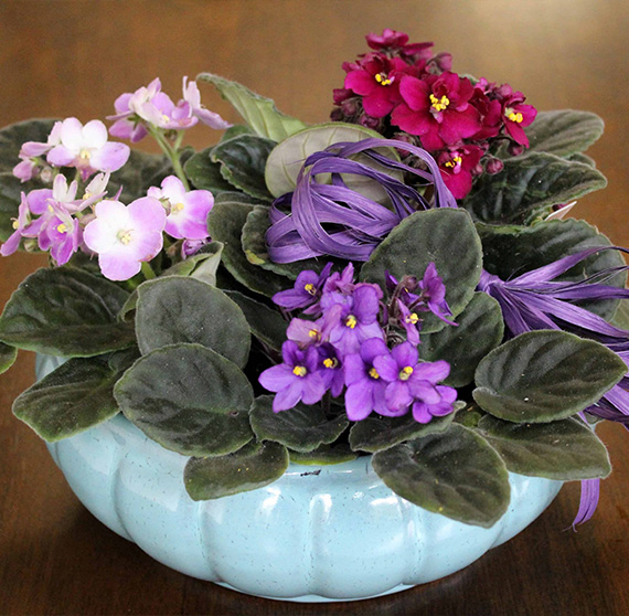 African violet plant gift with purple and pink flowers in blue pot by Studley Flower Gardens