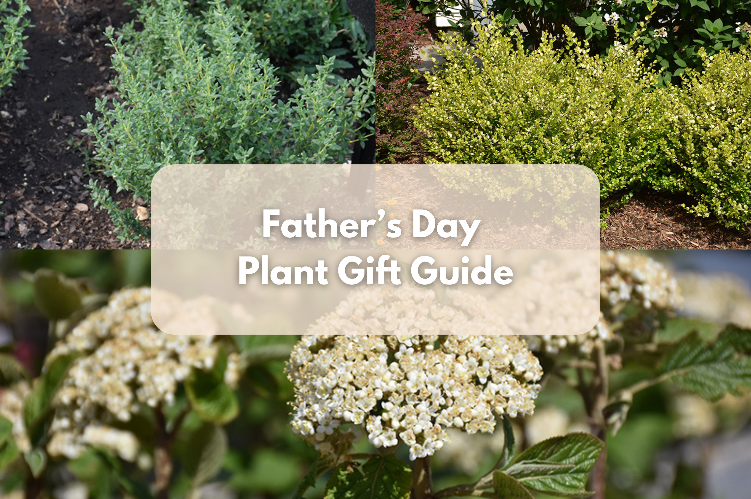 Father’s Day plant gift guide with shrubs and white blooms by Studley Flower Gardens