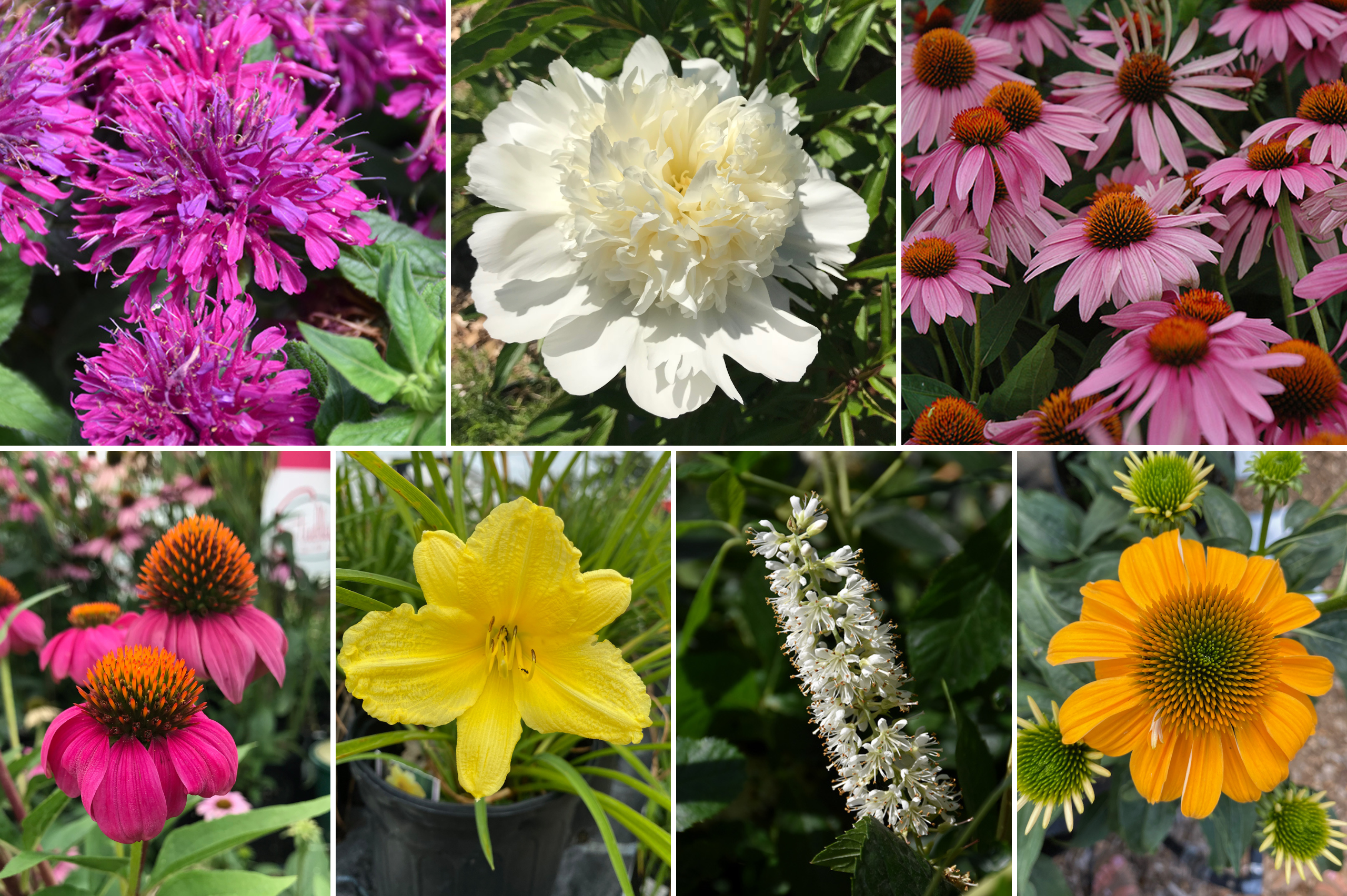 collage of colorful pollinator-friendly flowers in bloom by Studley Flower Gardens