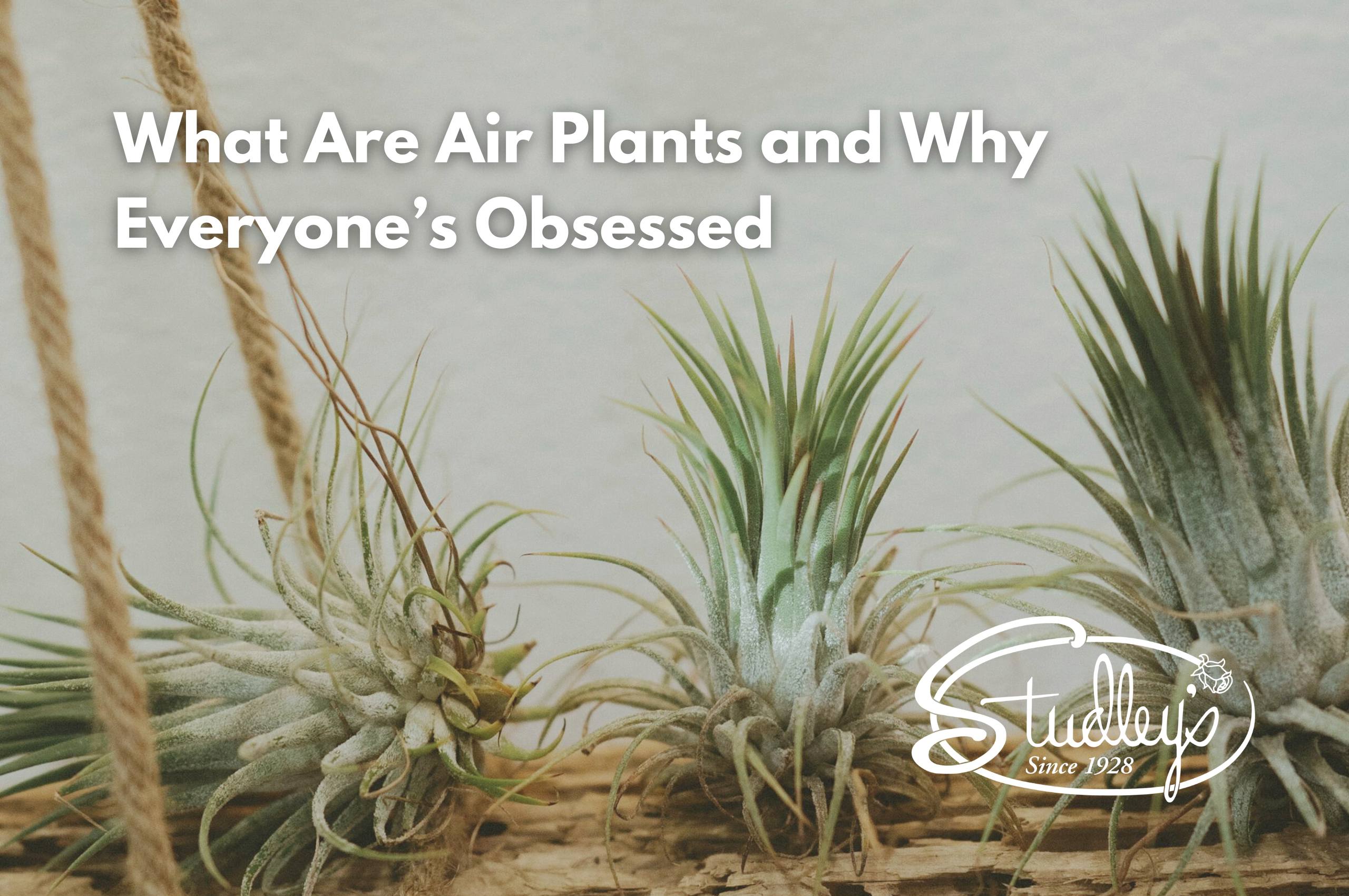 Air plants with spiky leaves and hanging rope accents by Studley Flower Gardens