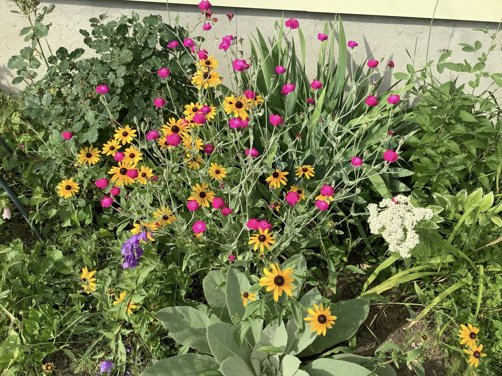 Mixed garden bed with yellow and pink flowers by Studley Flower Gardens