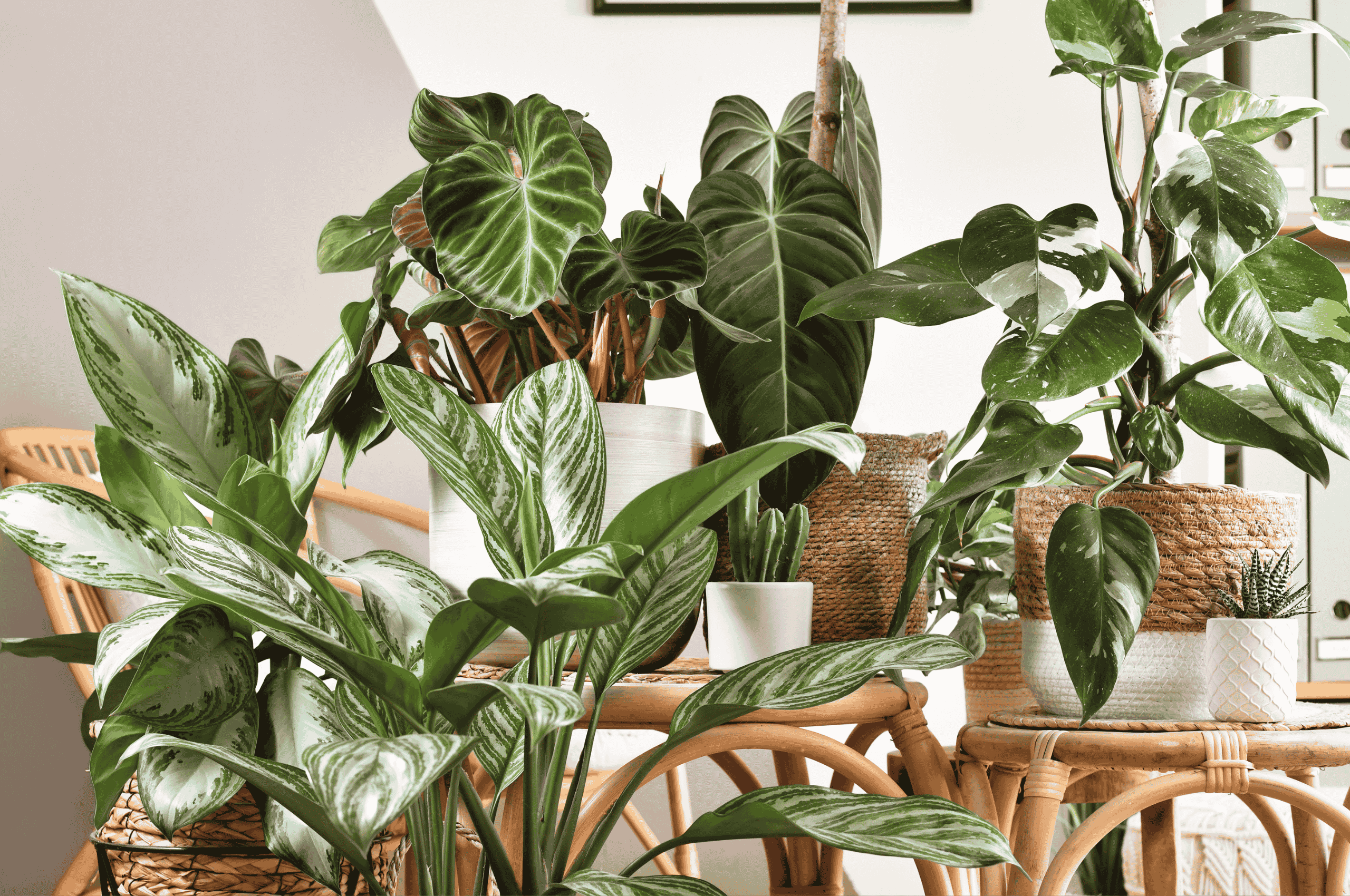 Assorted houseplants with lush green leaves in woven and ceramic pots by Studley Flower Gardens