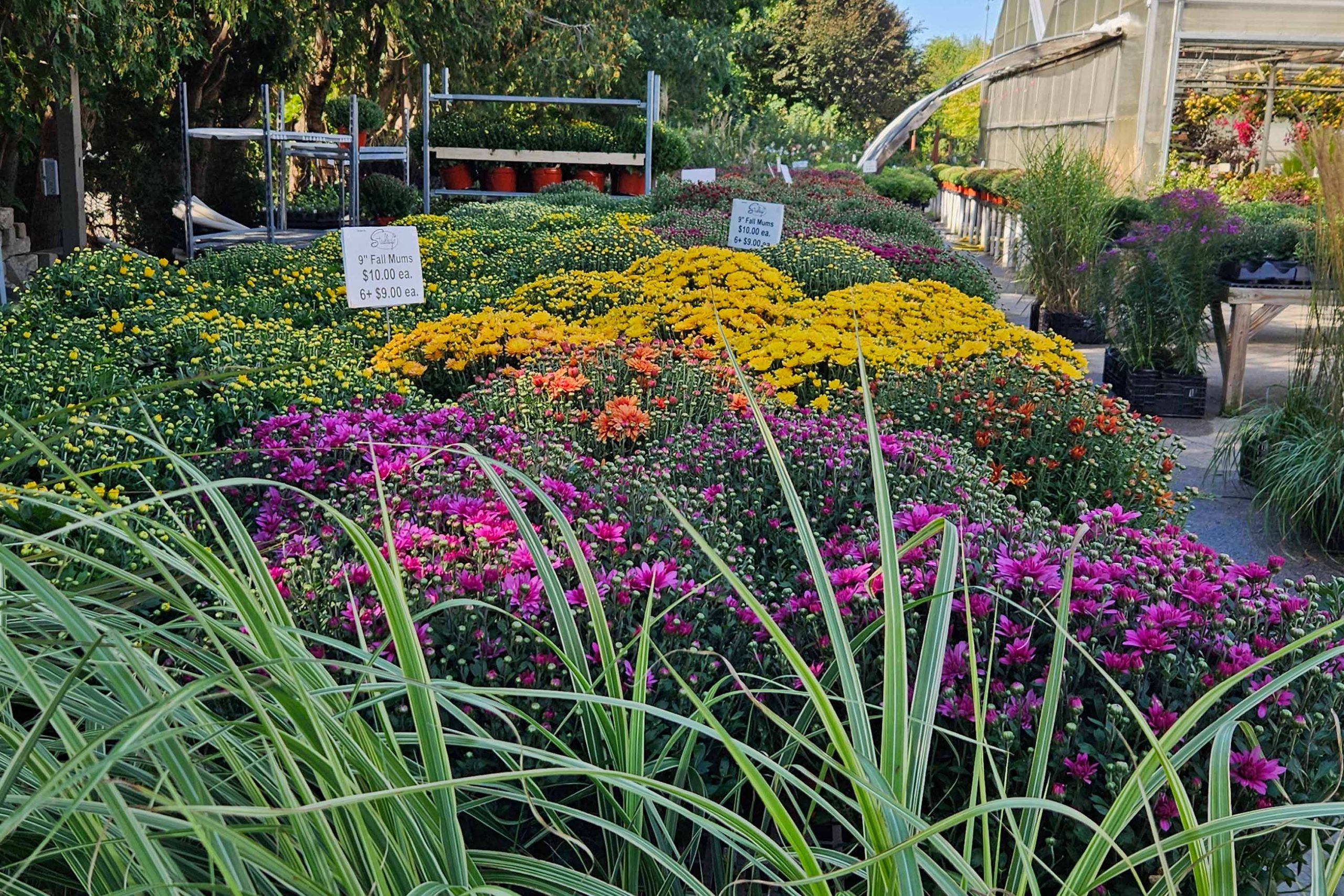 Colorful fall mums displayed in a garden center greenhouse by Studley Flower Gardens