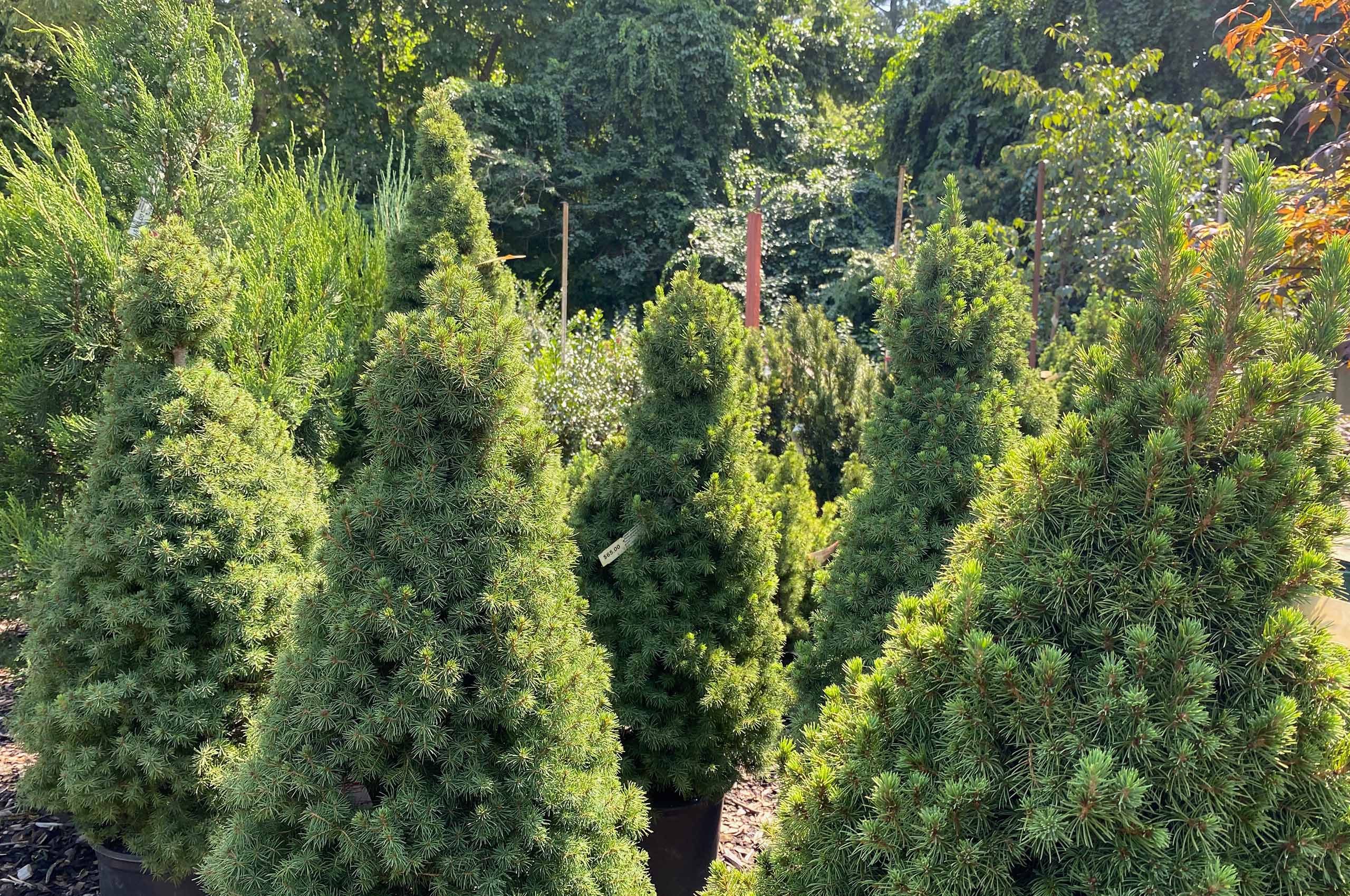 Potted evergreen shrubs in a sunny nursery display by Studley Flower Gardens