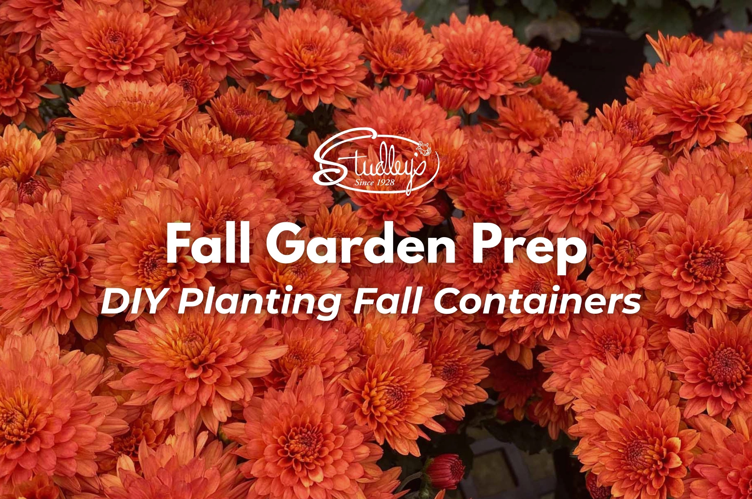 Orange chrysanthemums with Fall Garden Prep text by Studley Flower Gardens