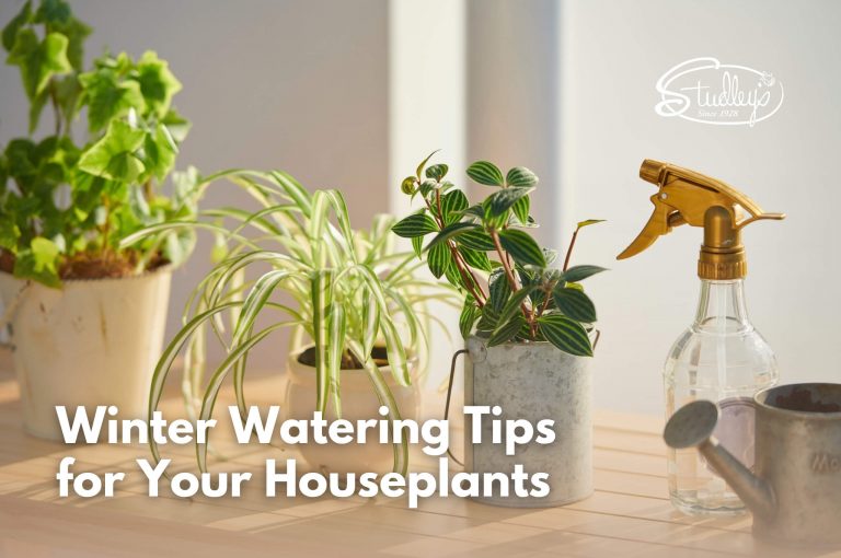 Indoor houseplants with watering tools on wooden table by Studley Flower Gardens