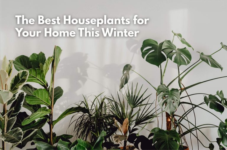 Various indoor houseplants with large green leaves against white wall by Studley Flower Gardens