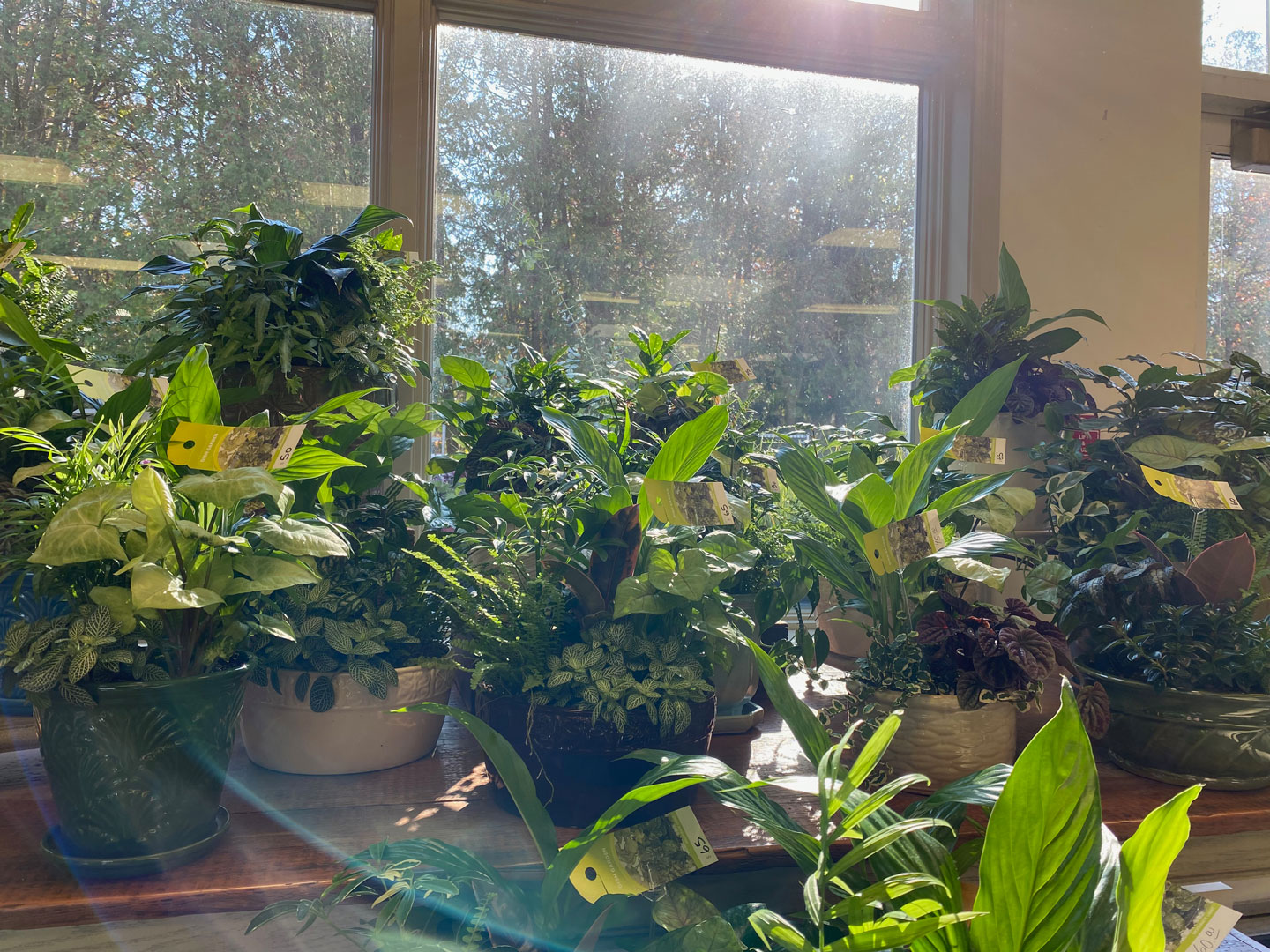 Assorted houseplants on a sunlit display table by Studley Flower Gardens
