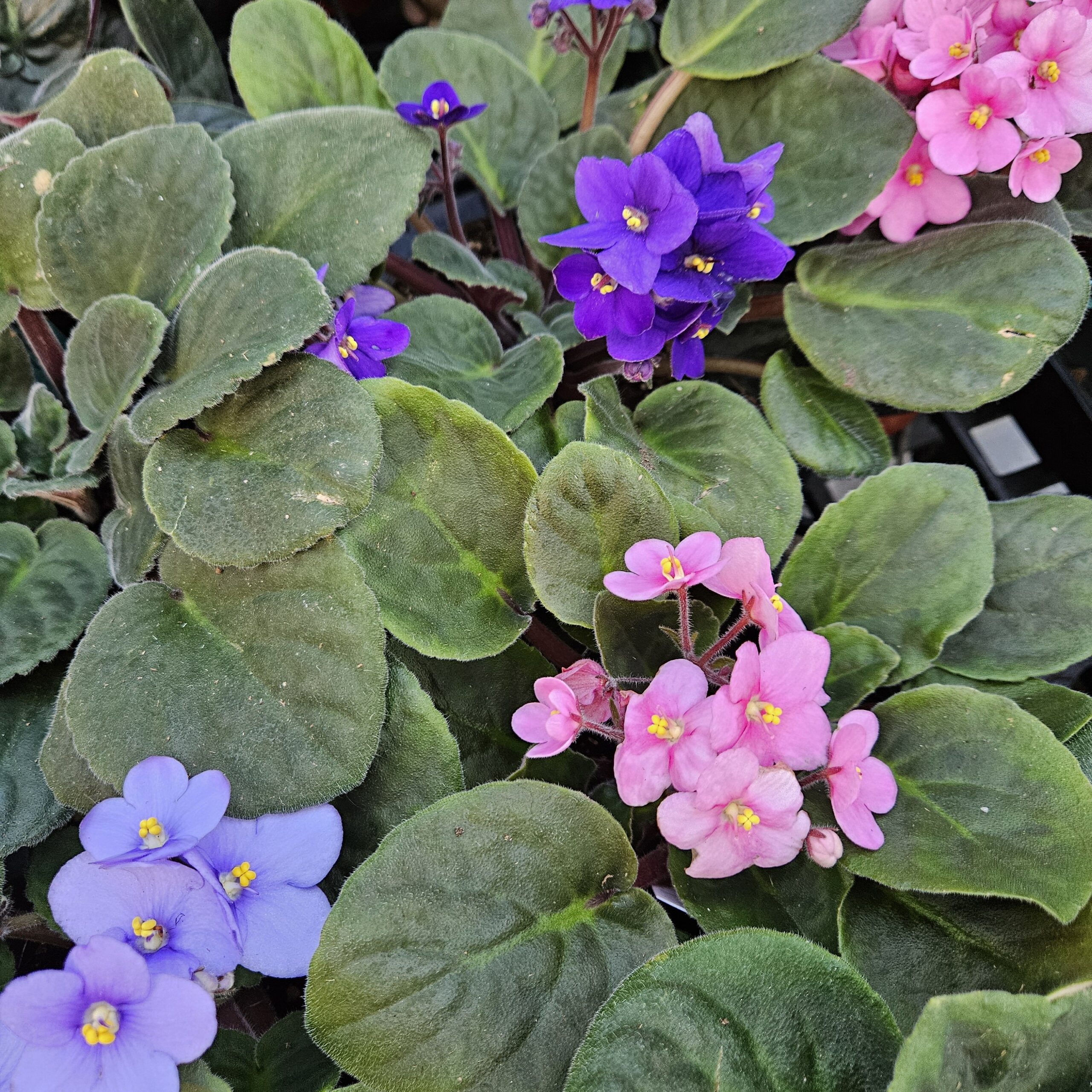 African violet blooming on a windowsill by Studley Flower Gardens