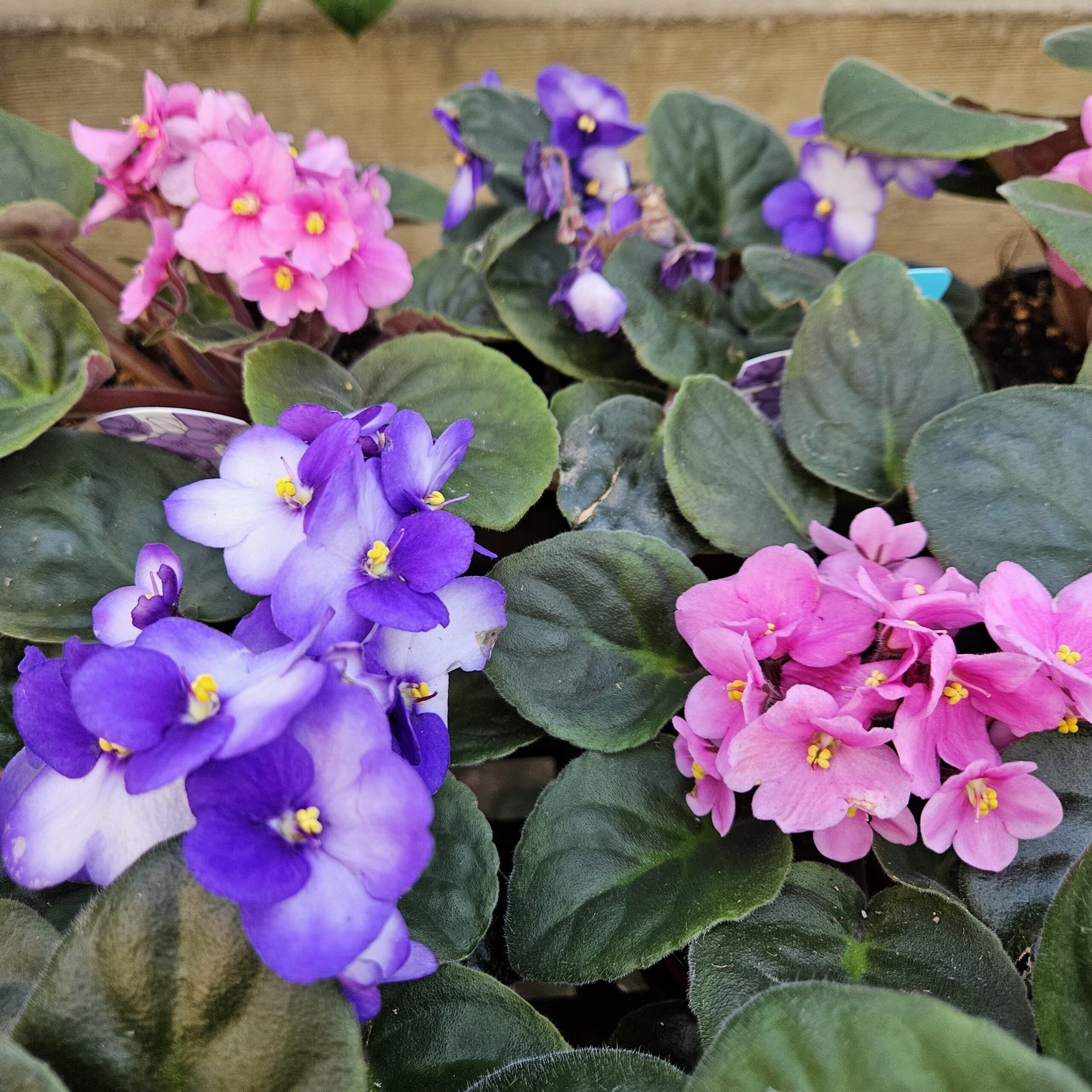 african violet detail image