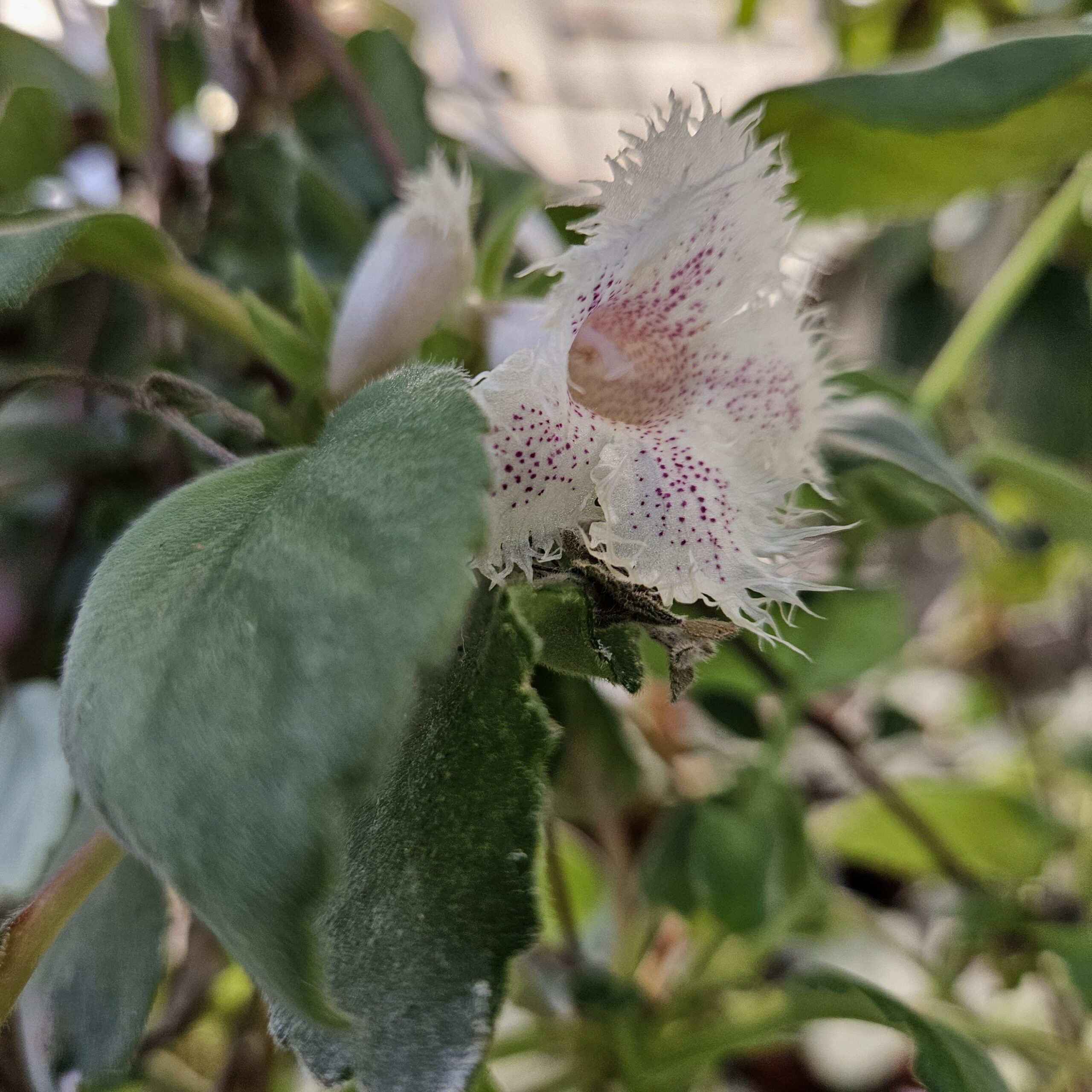 Lace flower blooming with trailing growth in partial shade by Studley Flower Gardens