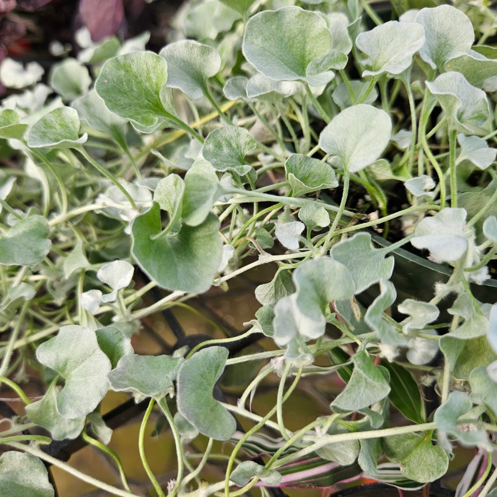 Silver Falls Dichondra trailing silver foliage by Studley Flower Gardens detail image