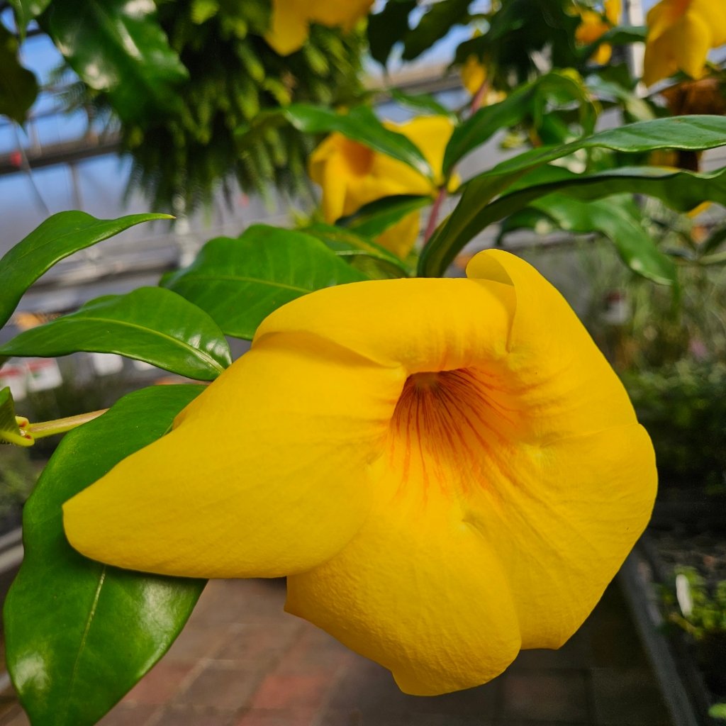 Brown Bud Allamanda with glossy green foliage by Studley Flower Gardens