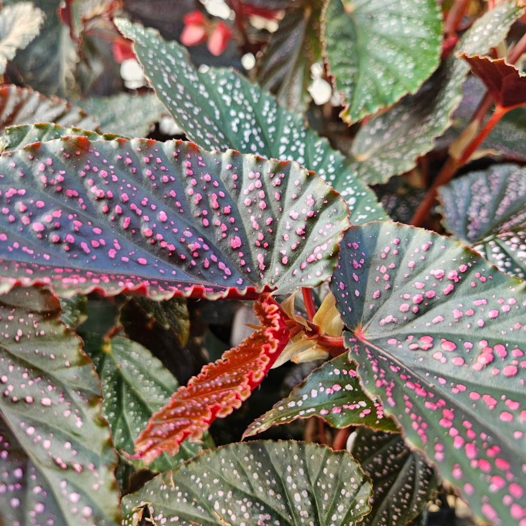Pink spot begonia with trailing bright green leaves by Studley Flower Gardens