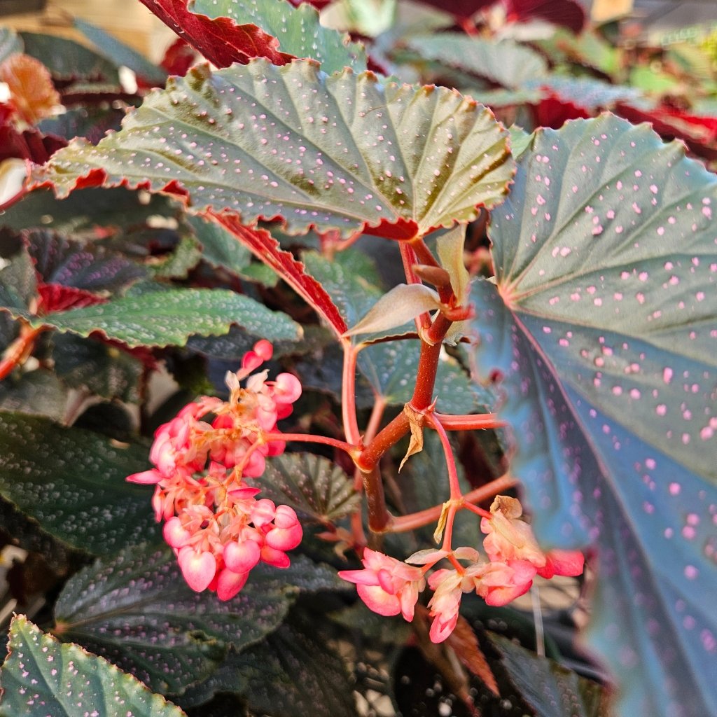 pink spot begonia detail image