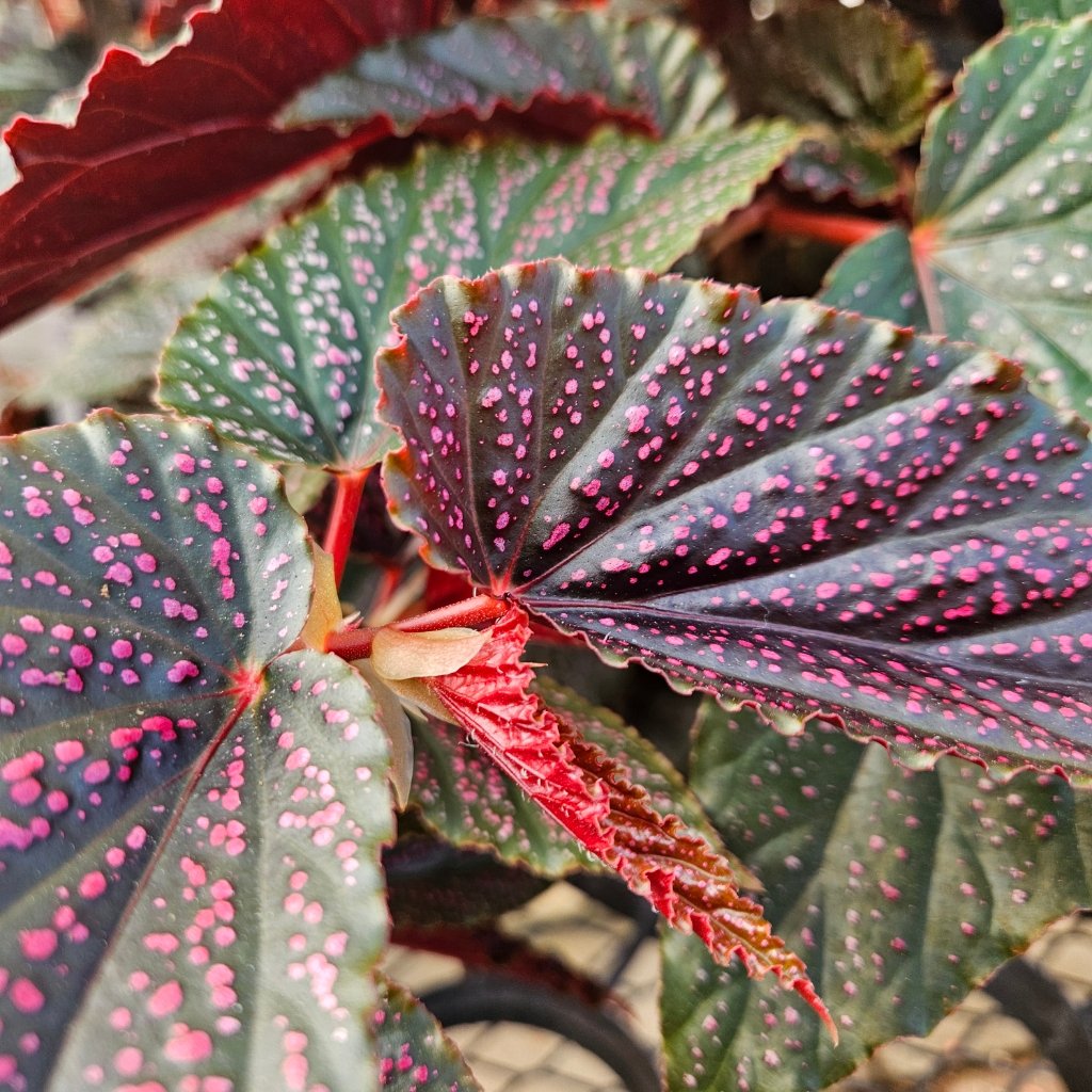 Pink Spot Begonia with dark green leaves and bright pink spots by Studley Flower Gardens detail image