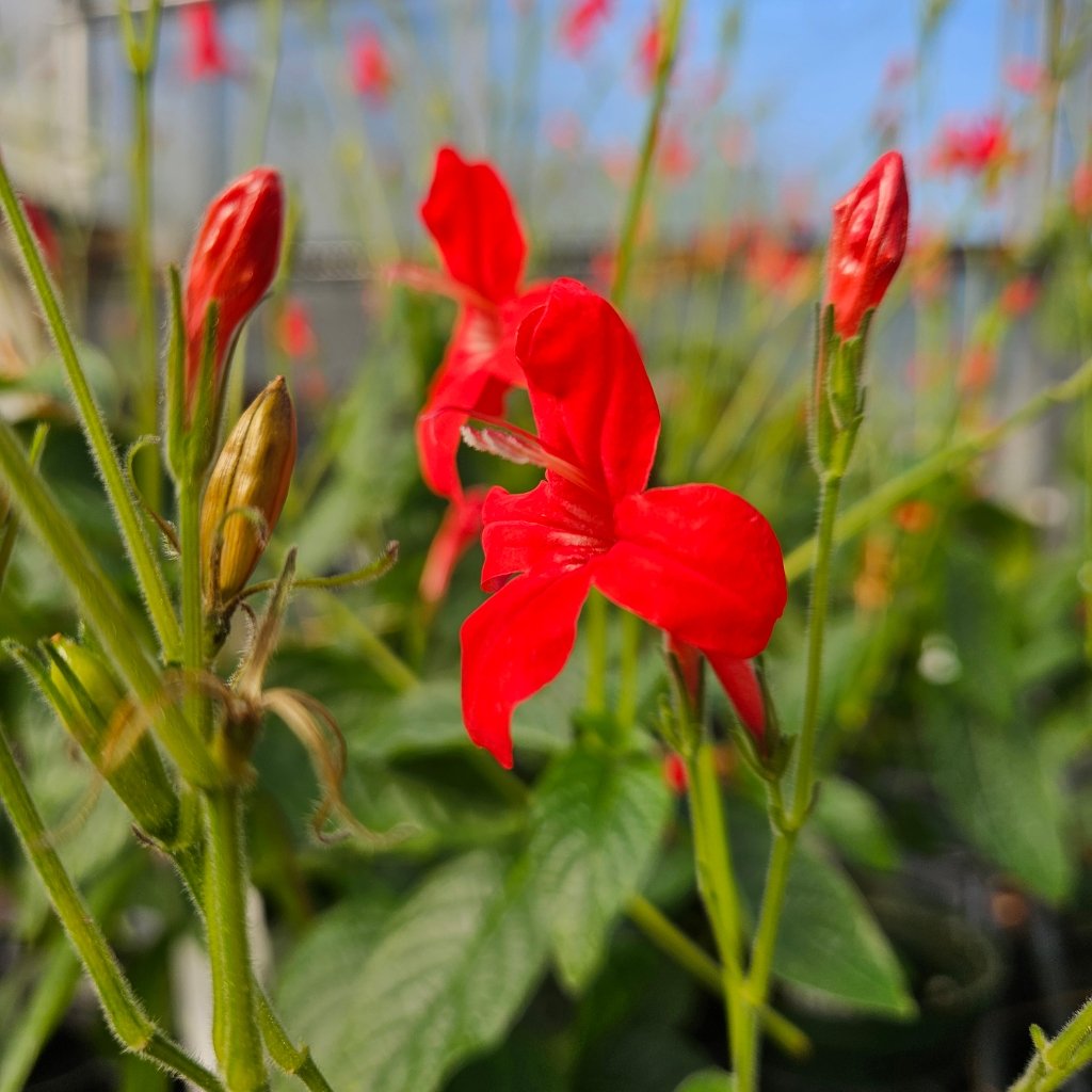 blooming Brazilian Red Ruellia with vibrant deep red tubular flowers by Studley Flower Gardens detail image