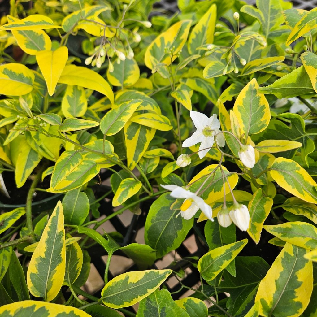 Variegated potato vine with trailing green and white leaves by Studley Flower Gardens