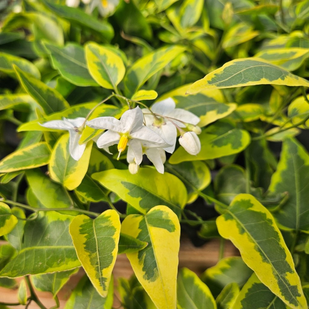 variegated potato vine with green cream and golden-yellow leaves by Studley Flower Gardens