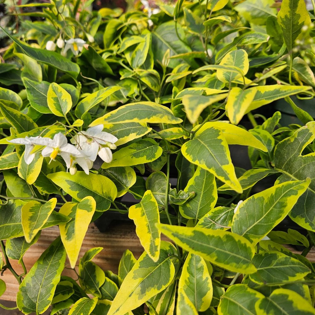 variegated potato vine detail image