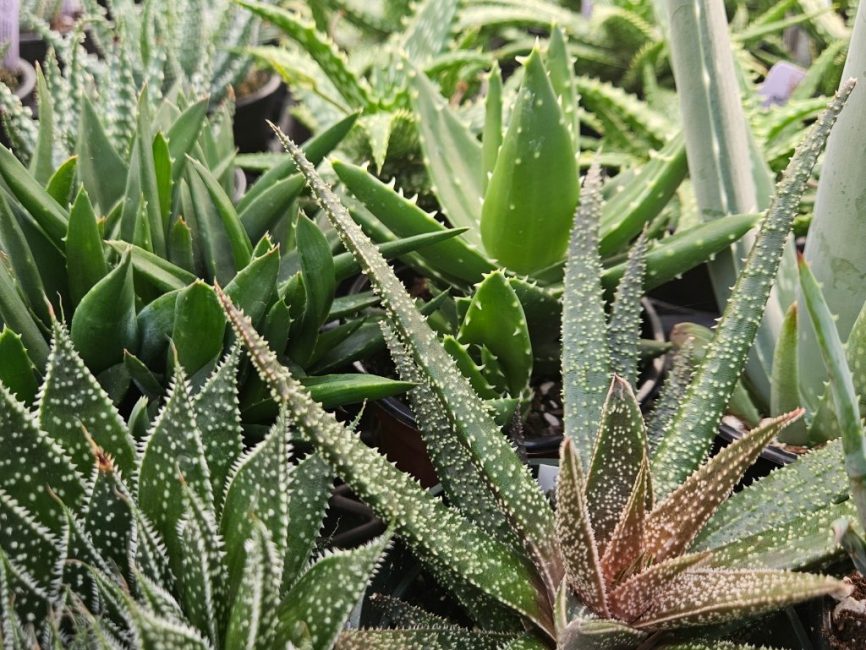 aloe collection detail image