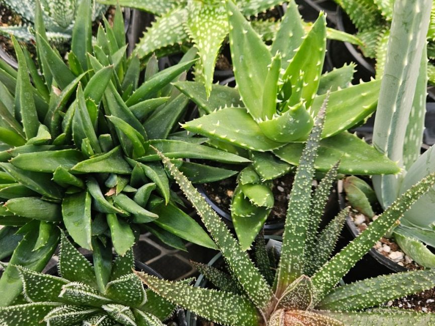 Aloe collection succulent plants in a 4-inch pot by Studley Flower Gardens